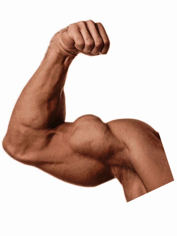 Flexed bicep showing muscle definition